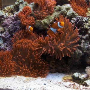 Tank Portraits; Clown fish and Anemones