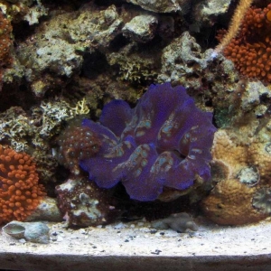 Tank Portraits; Clown fish and Anemones