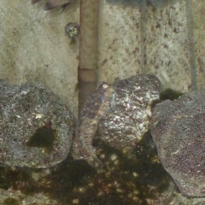 Lawnmower Blenny