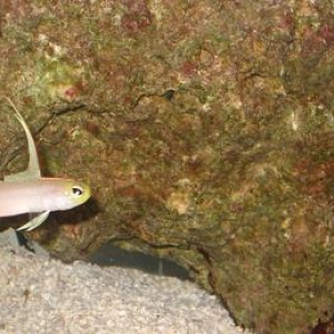 Firefish and Chromis