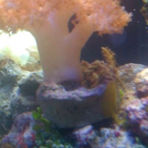 Yellow Slime