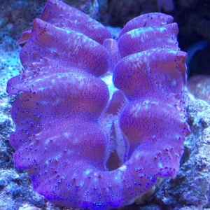 Tridacna crocea