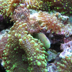 Green clown goby