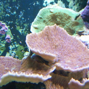 corals