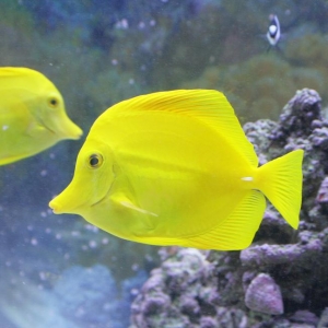 2yellowtang