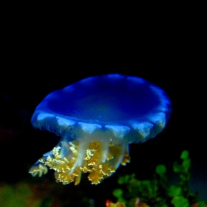 Upside down Jellyfish under Actinic moonlights