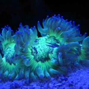 Elegance coral