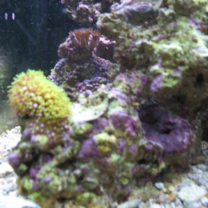 RSM Corals 4 mths frags