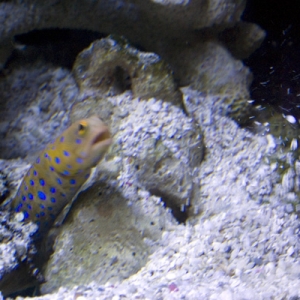Blue Spotted Jaw Fish