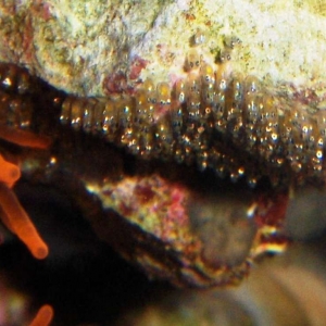 Anemone and Clown Fish Larva