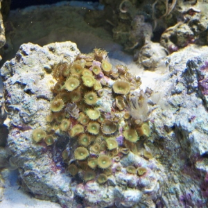 Button Polyps