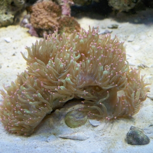 Elegance Coral