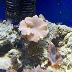Toadstool Mushroom Leather Coral