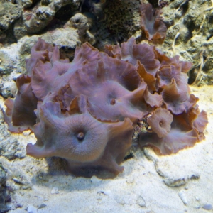 Mushroom Corals