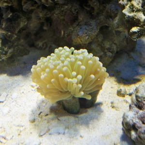 Torch Coral