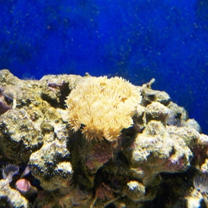 Pagoda Coral