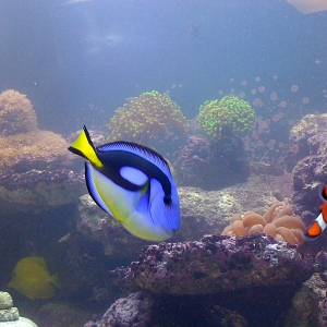 African Yellow Belly Hippo Tang