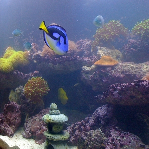 a few corals, blue tang