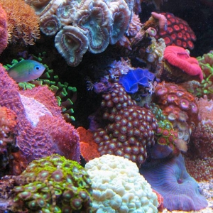 40 Gallon Breeder LPS and Soft Corals