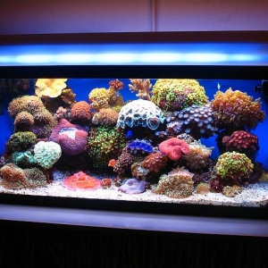 40 Gallon Breeder LPS and Soft Corals
