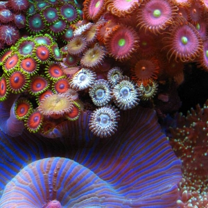 Zoanthids