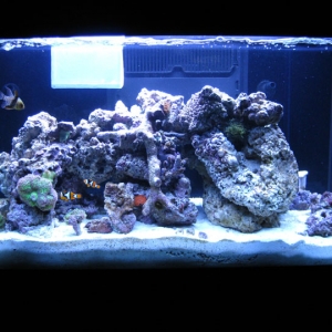 RedSea Max 250