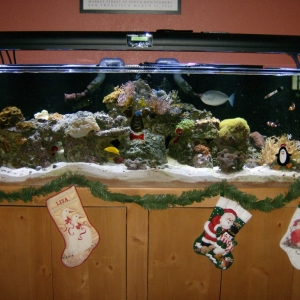 Christmas Tank