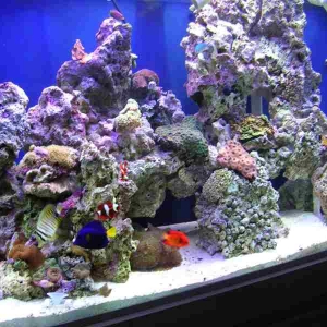 REEF2008_026