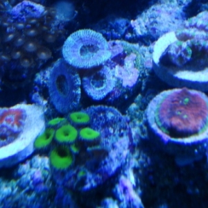 90 Gallon Reef Tank