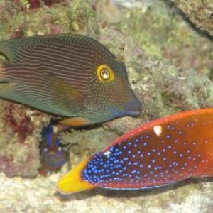Kole tang and Red Corris Wrasse