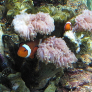 Torch Coral and Clowns