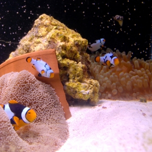 Snowcasso Clownfish