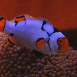 Snowcasso Clownfish