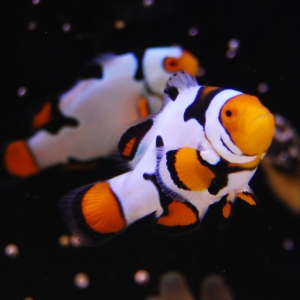 Snowcasso Clownfish