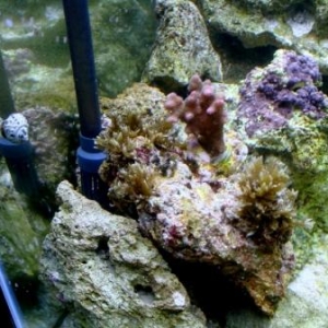 cats paw coral