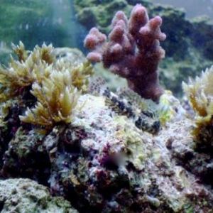 scotter blenny