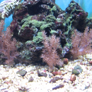 Right side of tank