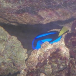 Blue_Tang