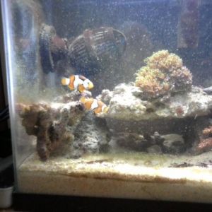 woodstock clowns just put into tank