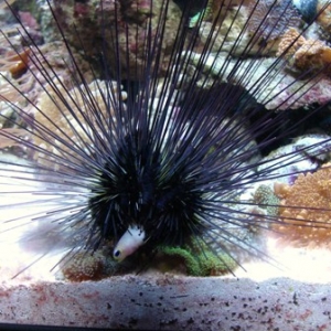 Urchin