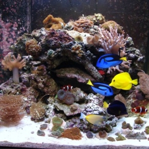 150 gallon marineland series