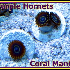 Purple Hornets