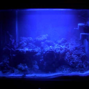 90 Gallon under Actinic