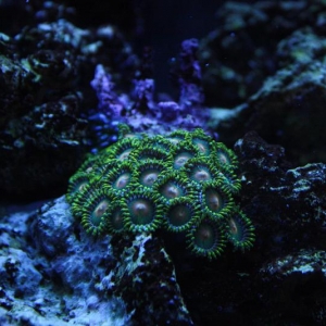 Young Zoanthid Colony Under Actinic