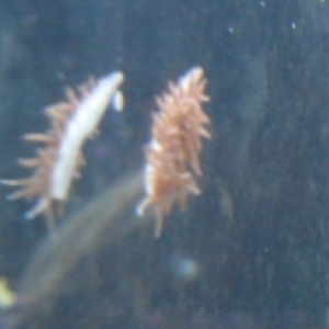 Nudibranch