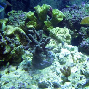 Purple Acropora