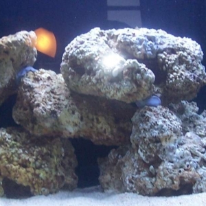 chip46 reef tank