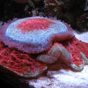 donut coral at feeding time