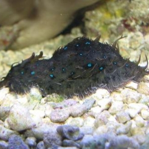 Blue spot sea hare