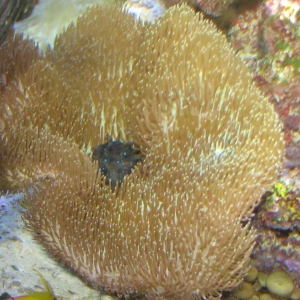 Sleepy Sea Hare